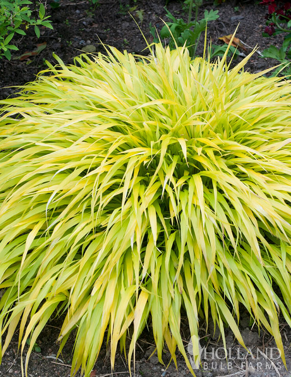 All Gold Japanese Pre-Potted Forest Grass