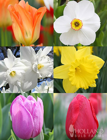 All Spring Blooming Daffodil &amp; Tulip Collection