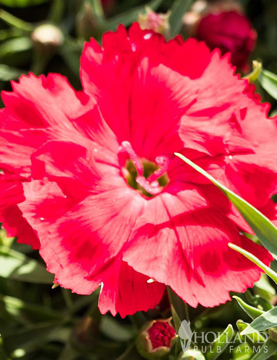 American Pie Cherry Pie Pre-Potted Dianthus