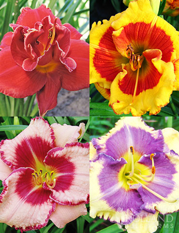 Beginner Daylily Collection