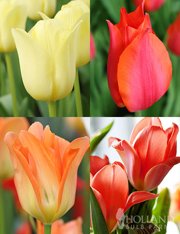 Beginner Tulip Collection