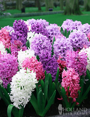 Berries &amp; Cream Hyacinth Collection