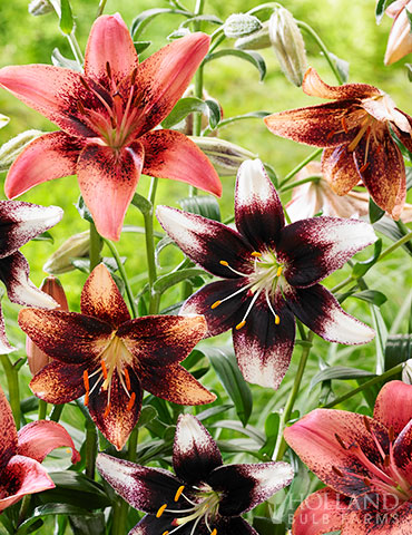 Bi-Color Asiatic Lily Blend