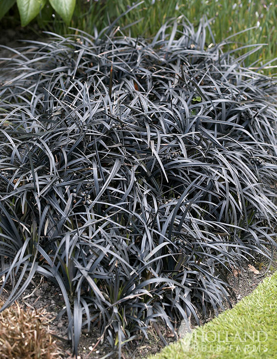 Black Mondo Pre-Potted Ornamental Grass