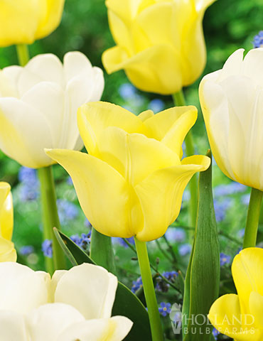Buttered Popcorn Tulip Duo
