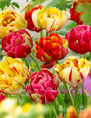 Color Carnival Tulip Mix