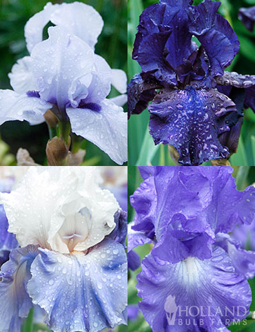Cool Blue Bearded Iris Collection