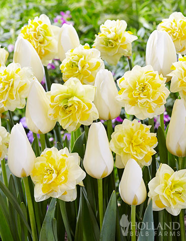 Creamy Eggnog Tulip & Daffodil Blend