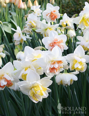 Double Duo Daffodil Mix