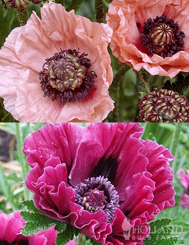Dynamic Oriental Poppy Collection