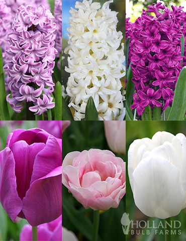Fairy Dust Hyacinth &amp; Tulip Collection