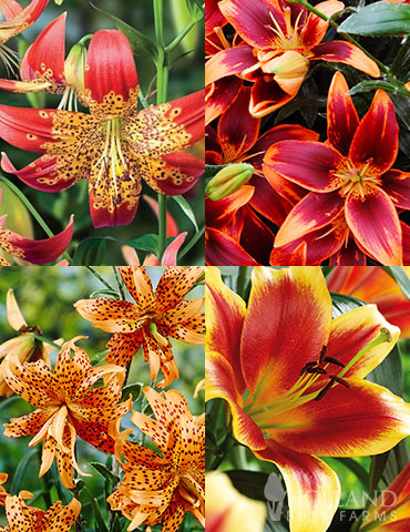 Fiery Hot Lily Collection
