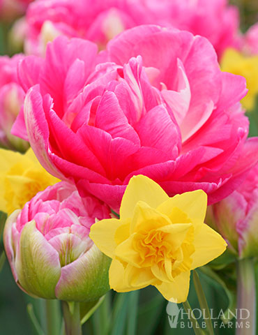 Golden Cotton Candy Tulip &amp; Daffodil Blend
