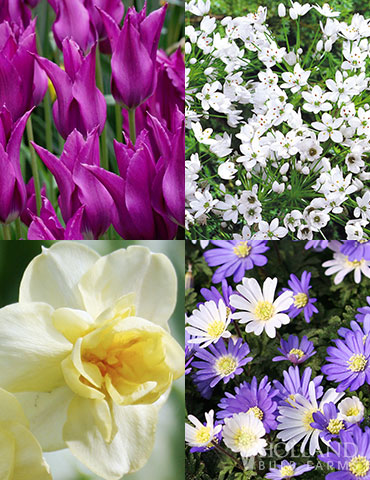 Late Spring Blooms Collection