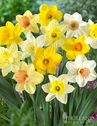 Mixed Daffodils Naturalizing