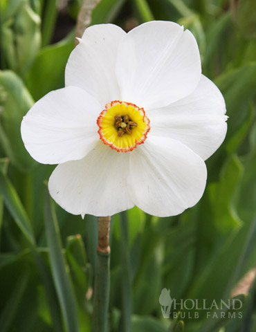 Pheasant's Eye (or Recurvus) Daffodil