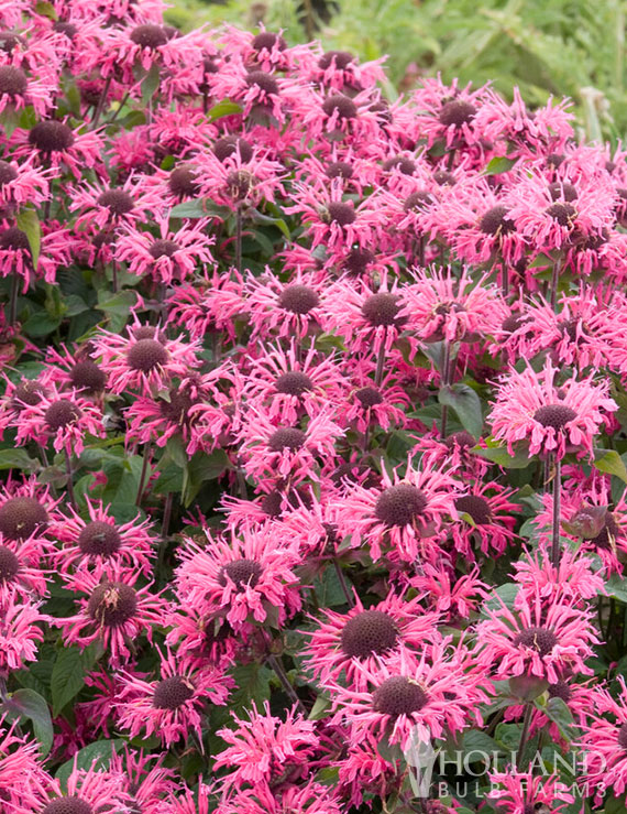 Pink Lace Pre-Potted Bee Balm