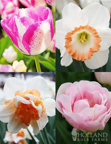 Pink Tulip &amp; Daffodil Collection