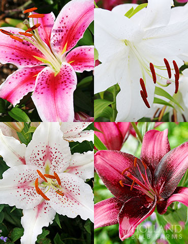 Pink and Purple Star Lily Collection