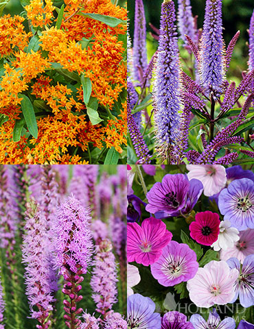 Pollinator Pleaser Perennial Garden Collection
