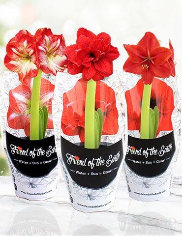 Potted Amaryllis Trio Collection