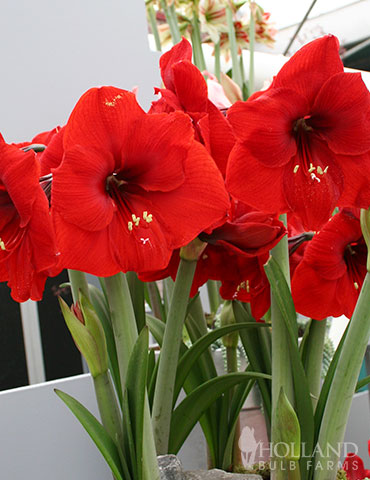 Red Lion Amaryllis Value Pack