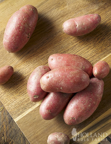 Red Thumb Fingerling Potato seed potatoes, fingerling potato varieties, growing fingerling potatoes in containers, russian banana fingerling potatoes, red thumb fingerling potatoes