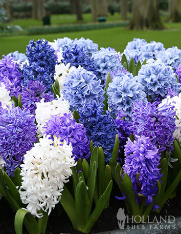 Rhapsody in Blue Hyacinth Mix