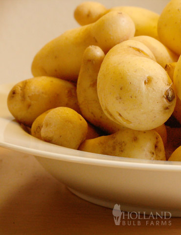 Russian Banana Fingerling Potatoes 