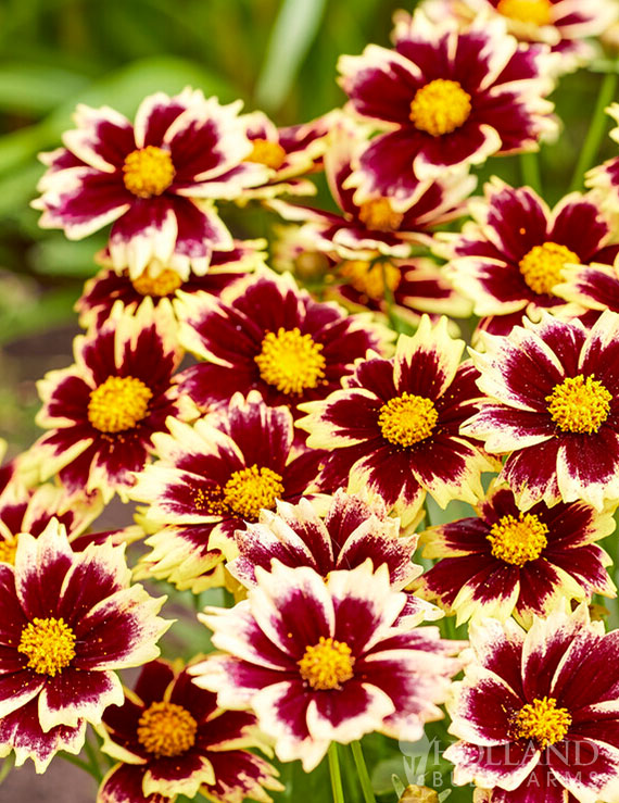 Solar Fancy Pre-Potted Coreopsis