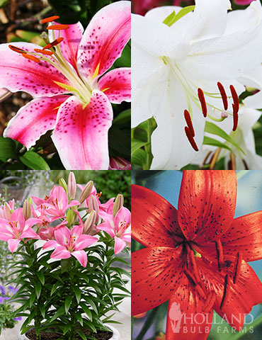 Summer Lily Collection