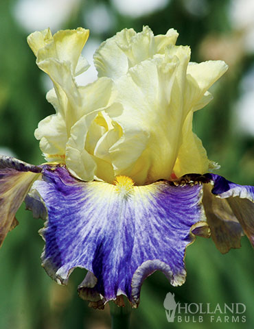 Sunny Glitter Bearded Iris
