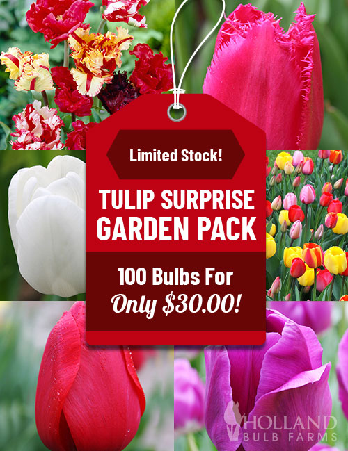 100 Blooms ALL Spring Garden Kit