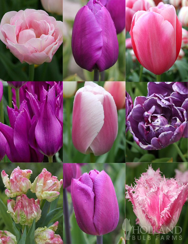 100 Blooms of Purple and Pink Tulips Collection