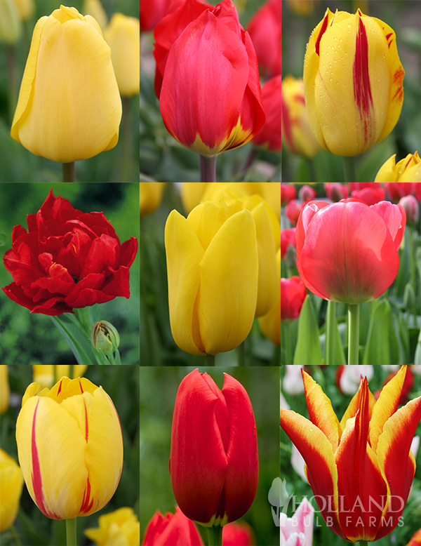 100 Blooms of Red and Yellow Tulips Collection