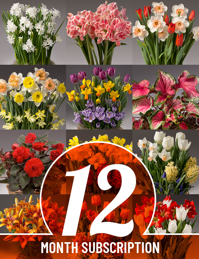 12 Month Potted Bulb Garden Subscription