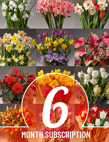 6 Month Potted Bulb Garden Subscription