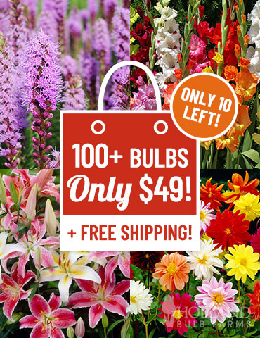 60 Days of Summer Blooms Garden  summer blooming bulbs, bulbs you plant in spring, flowers that bloom all summer, lilies for sale, gladiolus for sale, dahlias for sale, best deals on flower bulbs, flower bulb sale, flower bulbs to plant now, 