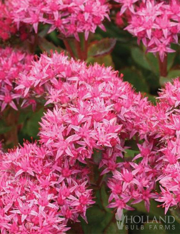 Abbeydore Pre-Potted Sedum