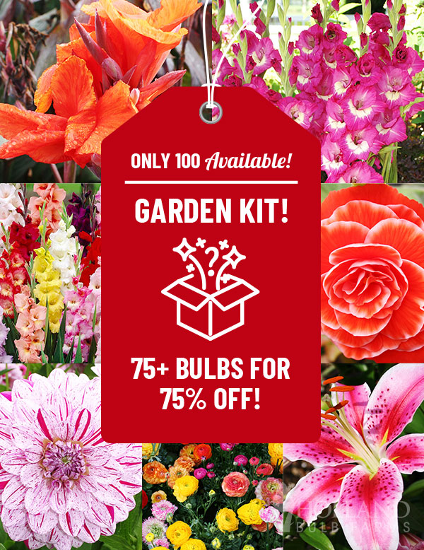 All Summer Blooming Garden Kit