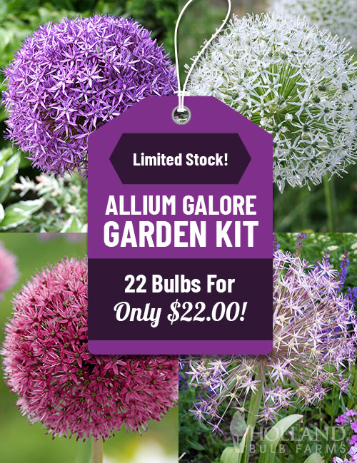 Allium Galore Garden Kit