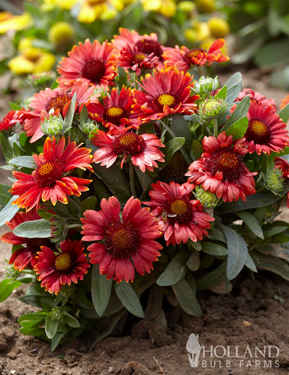 Arizona Red Shades Pre-Potted Gaillardia