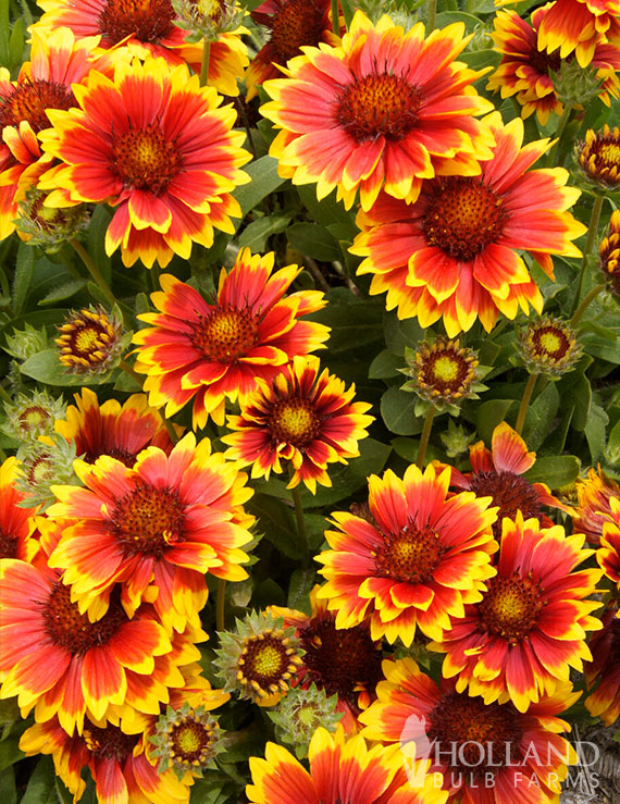 Arizona Sun Pre-Potted Gaillardia