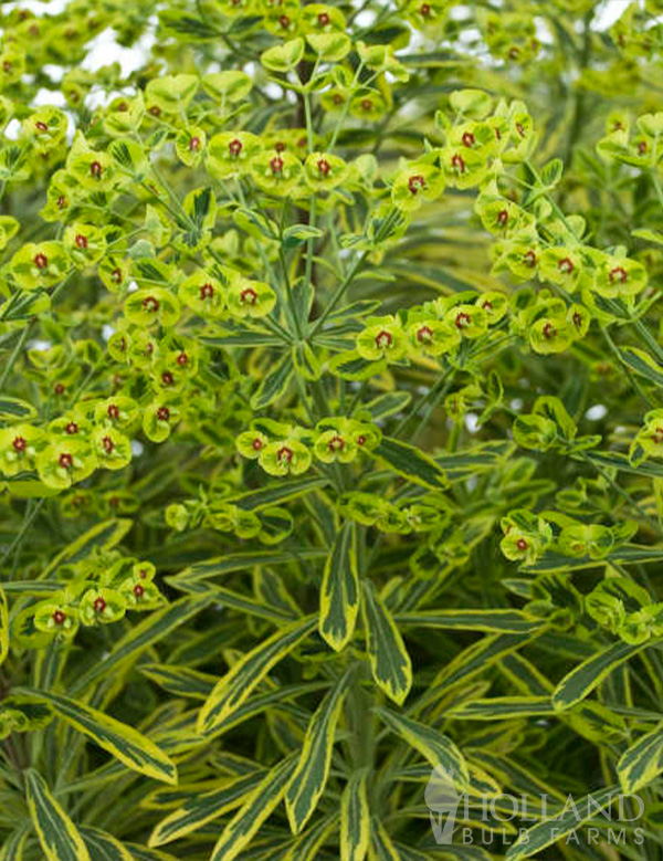 Ascot Rainbow Pre-Potted Euphorbia