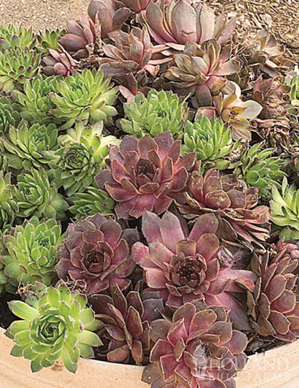 Assorted Hens & Chicks Pre-Potted Duo