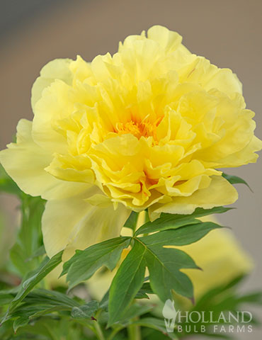 yellow peony flower