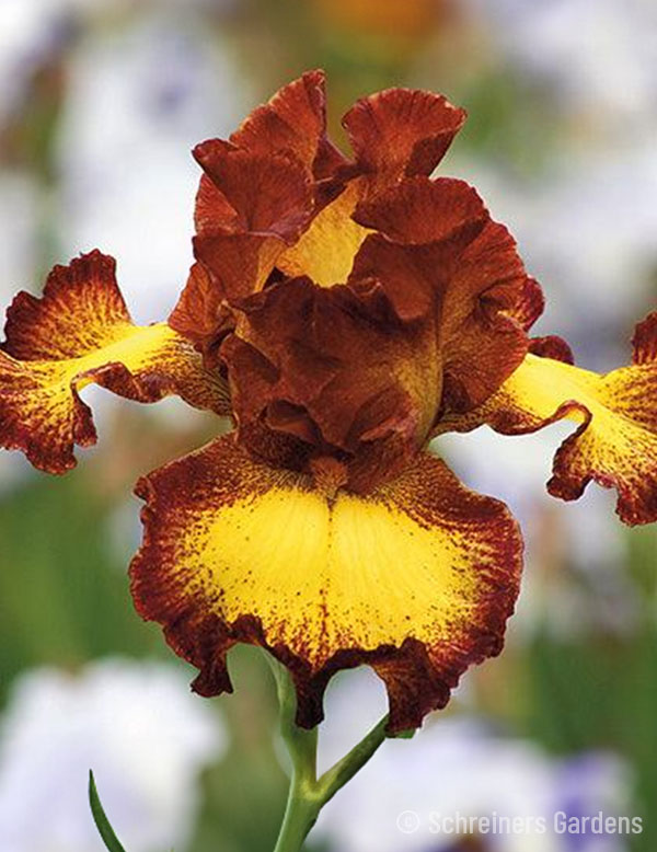 Bee My Honey Bearded Iris