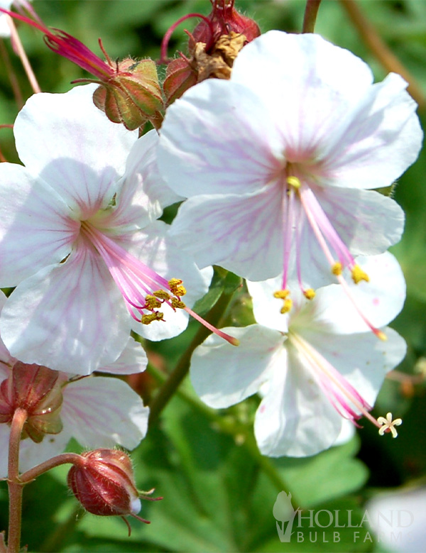 Biokovo Pre-Potted Geranium