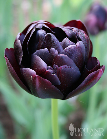 Black Hero Double Tulip | Holland Bulb Farms | 88336