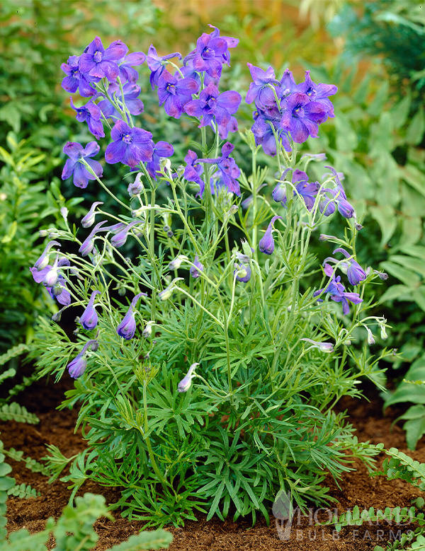 Blue Butterfly Pre-Potted Delphinium